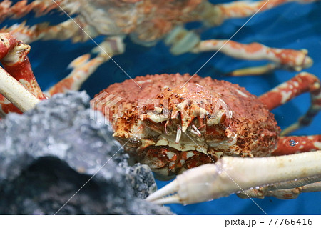 愛知県蒲郡市竹島町にある竹島水族館の「タカアシガニ」 愛知県蒲郡市竹島町にある竹島水族館の「タカアシガニ」 77766416