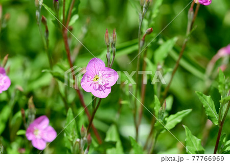 アカバナユウゲショウ アカバナユウゲショウ 77766969