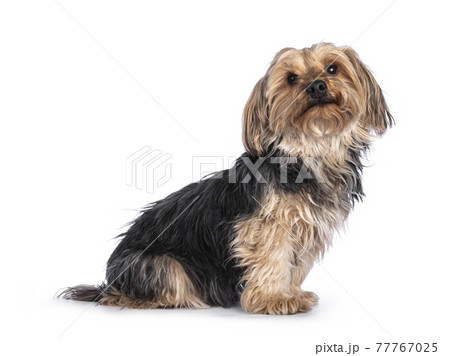 Yorkshire terrier dog on white background Yorkshire terrier dog on white background 77767025
