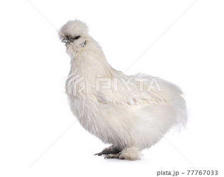White silkie chicken on white background White silkie chicken on white background 77767033