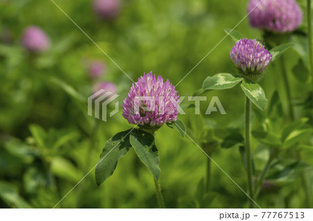 花 万 芽 77767513