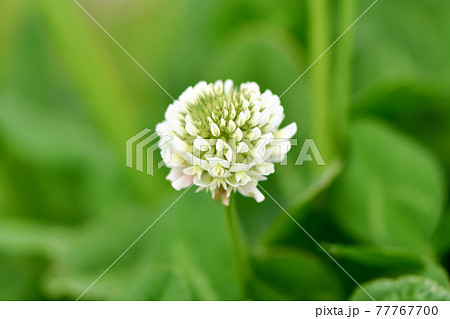 シロツメクサ シロツメクサ 77767700