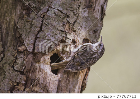 Treecreeper, Certhia familiaris, Single bird climbing on tree 77767713