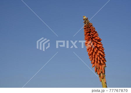 アロエ フェロックスの花 アロエ フェロックスの花 77767870