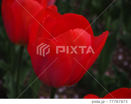 チューリップ チューリップ 77767873