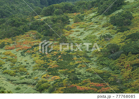 初秋の七ツ沼カールボーデン 初秋の七ツ沼カールボーデン 77768085