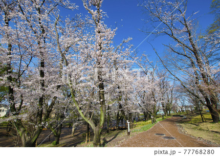 【町田市】鶴間公園の桜 【町田市】鶴間公園の桜 77768280