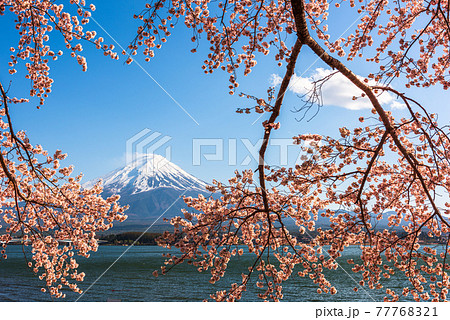 Mt. Fuji, Japan on Lake Kawaguchi 77768321