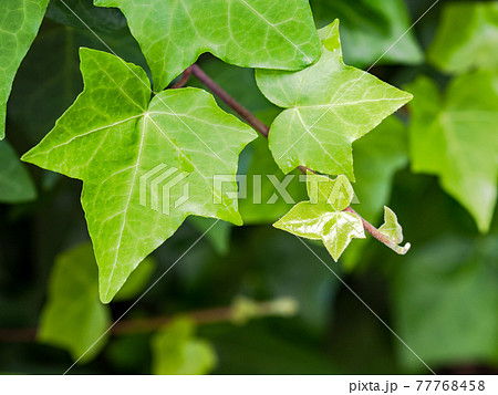 みずみずしいアイビーの新緑 77768458