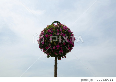 木 空 花 77768533