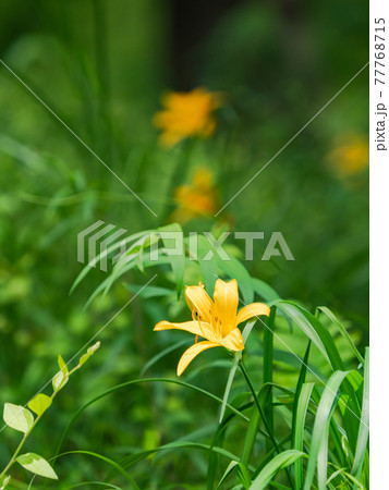 美しく咲いた絶滅危惧種のムサシノキスゲ 77768715