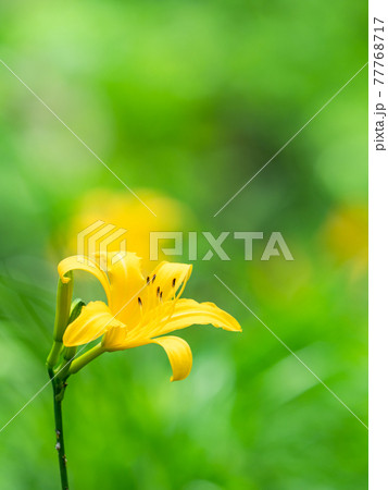 美しく咲いた絶滅危惧種のムサシノキスゲの写真素材