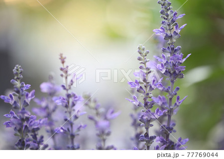 Soft Lavender flowers close up  77769044