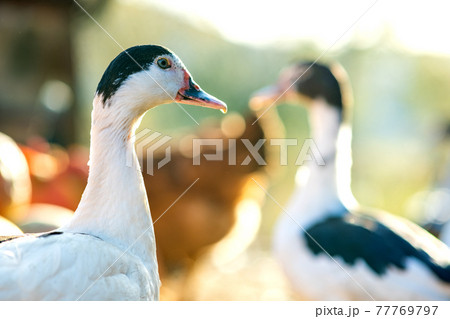 Detail of a duck head. Ducks feed on traditional rural barnyard. Close up of waterbird standing on barn yard. Free range poultry farming concept. Detail of a duck head. Ducks feed on traditional rural barnyard. Close up of waterbird standing on barn yard. Free range poultry farming concept. 77769797