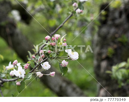 風景、リンゴ園、写真 薫風の中のリンゴの花 満開の岩手のリンゴの花 あどけないリンゴの花 リンゴ農家 風景、リンゴ園、写真 薫風の中のリンゴの花 満開の岩手のリンゴの花 あどけないリンゴの花 リンゴ農家 77770349