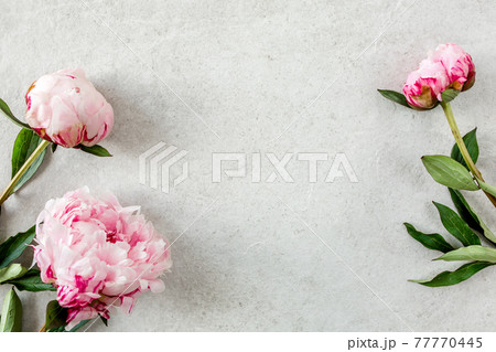 Frame made of pink peonies flower on gray background. Flat lay, top view. Frame of flowers. 77770445