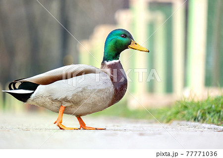 Male duck with green head walking in summer park. 77771036