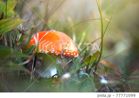 Red fly agaric fungus poisonous mushroom growing in autumn forest. 77771099