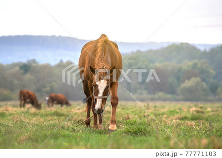 Beautiful chestnut horse grazing in green grassland summer field. 77771103