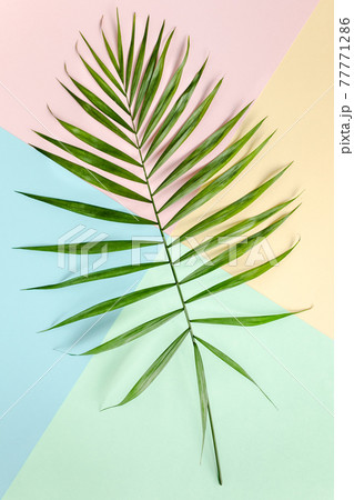 Tropical green palm leaves on colorful background. Nature concept. flat lay, top view Tropical green palm leaves on colorful background. Nature concept. flat lay, top view 77771286