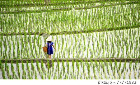 Hmong tribal Woman in blue native dress with hat and basket walking on ridge 77771932