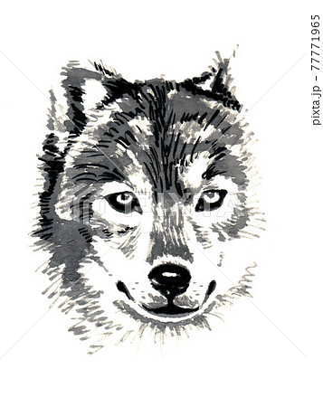 水彩画 オオカミ モノクロのイラスト素材 [77771965] - PIXTA