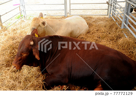 SERDANG, MALAYSIA -DECEMBER 17, 2017: Cow in the barn. This cow from a good breeder and bred for sale. SERDANG, MALAYSIA -DECEMBER 17, 2017: Cow in the barn. This cow from a good breeder and bred for sale. 77772129