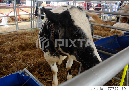 SERDANG, MALAYSIA -DECEMBER 17, 2017: Cow in the barn. This cow from a good breeder and bred for sale. SERDANG, MALAYSIA -DECEMBER 17, 2017: Cow in the barn. This cow from a good breeder and bred for sale. 77772130