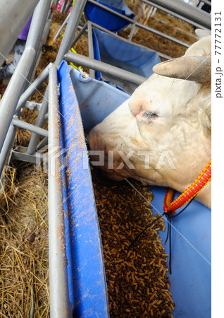 SERDANG, MALAYSIA -DECEMBER 17, 2017: Cow in the barn. This cow from a good breeder and bred for sale. SERDANG, MALAYSIA -DECEMBER 17, 2017: Cow in the barn. This cow from a good breeder and bred for sale. 77772131