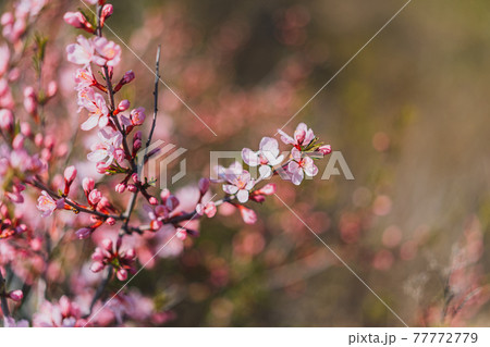 Pink almond bloom, Spring time, Selected focus Pink almond bloom, Spring time, Selected focus 77772779