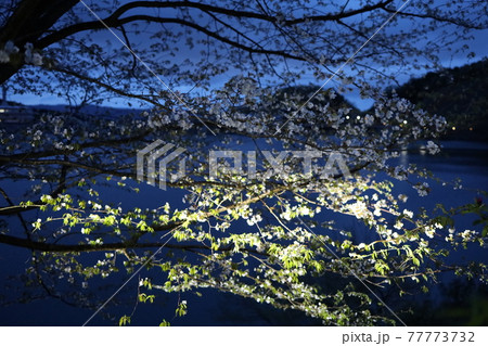 夕暮れの桜と湖の憂い 77773732