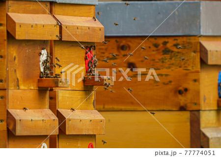Close up of flying bees. Wooden beehive and bees. Close up of flying bees. Wooden beehive and bees. 77774051