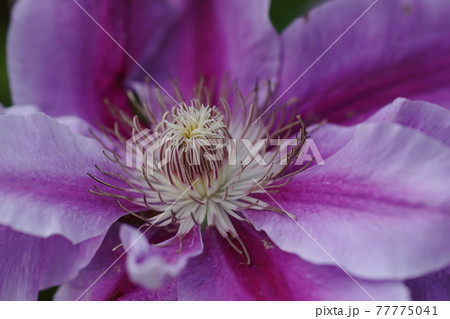 4月　相模原257クレマチス(鉄線)･キンポウゲ科･市立相模原麻溝公園 77775041