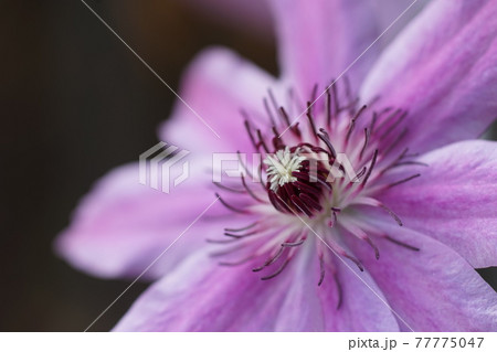 4月　相模原251クレマチス(鉄線)･キンポウゲ科･市立相模原麻溝公園 77775047