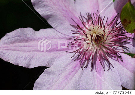 4月　相模原248クレマチス(鉄線)･キンポウゲ科･市立相模原麻溝公園 77775048