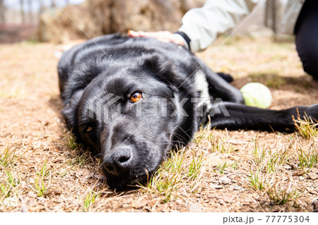 Black dog with red sales eyes