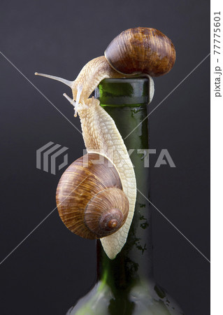 Helix pomatia. grape snail on a bottle on a dark background Helix pomatia. grape snail on a bottle on a dark background 77775601