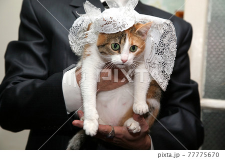 the groom at the wedding ceremony holds a smartly dressed cat in his hands 77775670