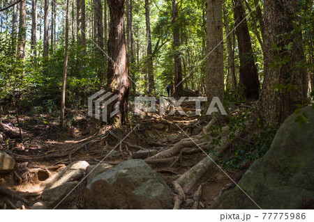 筑波山根っこの登山道 筑波山根っこの登山道 77775986