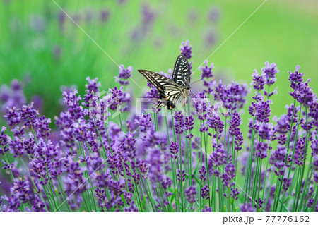 青紫の絨毯のようなラベンダー畑を飛びかうアゲハチョウ「まきばの館」 77776162