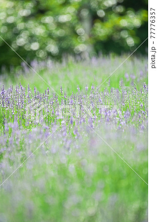 優しい色のラベンダーの咲くお花畑 蒜山高原 の写真素材