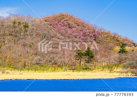 アカヤシオ咲く篭山と水面 77776393