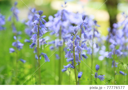 シラーの花 イングリッシュブルーベルの写真素材