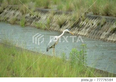 川のほとりで獲物を狙う鷺 77776584