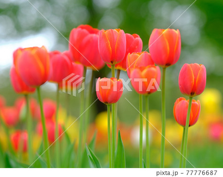 チューリップ畑 77776687
