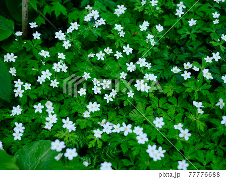 ニリンソウ 77776688