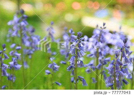 シラーの花 イングリッシュブルーベルの写真素材