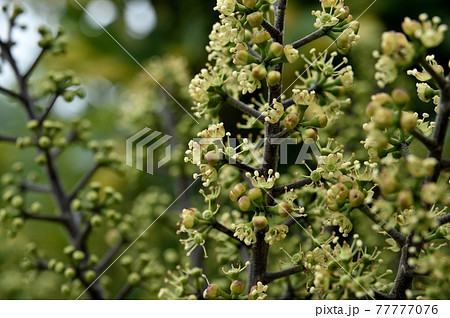 シェフレラの花の写真素材