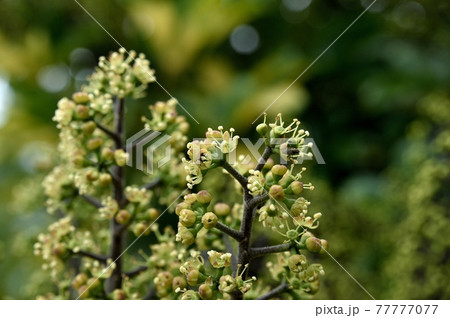 シェフレラの花の写真素材