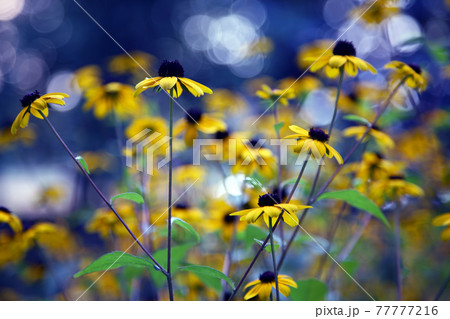 yellow wild flowers in blurred background yellow wild flowers in blurred background 77777216